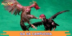Đá gà Campuchia siêu thú vị